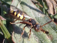 Nomada zonata