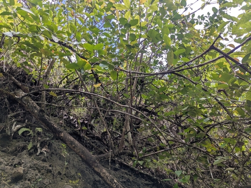 Gymnosporia thompsonii observed 2026-03-29