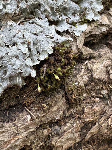 Ulota crispula observed 2026-05-05