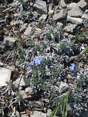 Eritrichium howardii