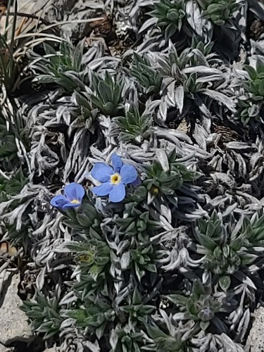 Eritrichium howardii, photograph 2