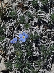 Eritrichium howardii, photograph author not stated, no rights reserved