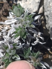 Eritrichium howardii, photograph author not stated, no rights reserved