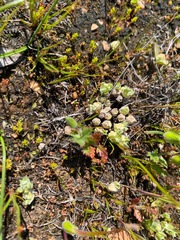 Psilocarphus chilensis