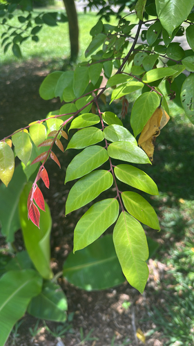 Averrhoa carambola observed 2026-05-10