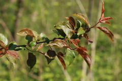 Prunus cerasifera pissardii
