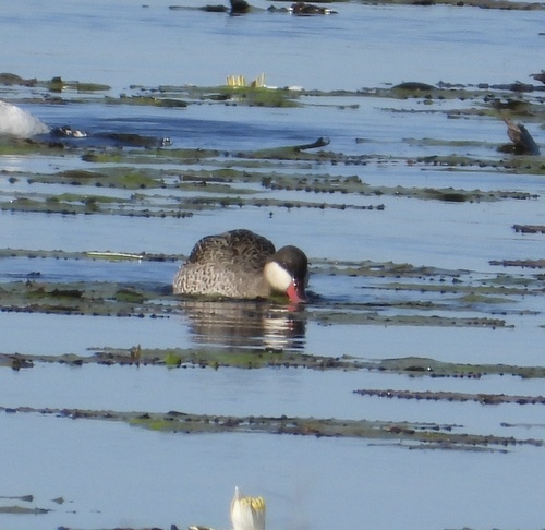iNaturalist image