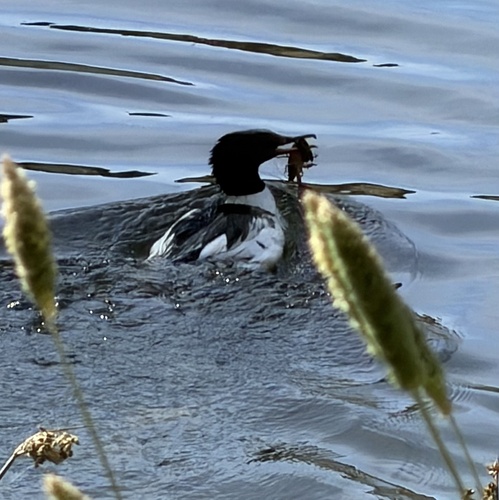 Common Merganser photographed in Oklahoma