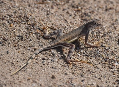 Callisaurus draconoides rhodostictus