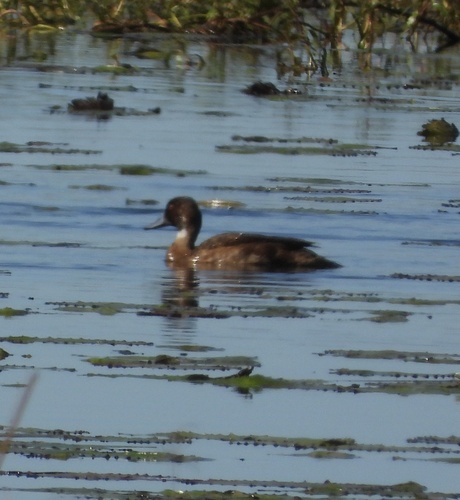 iNaturalist: (c) rastor, some rights reserved (CC BY-NC) iNaturalist image