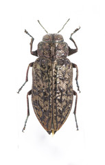 Chrysobothris trinervia