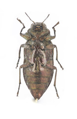 Chrysobothris trinervia