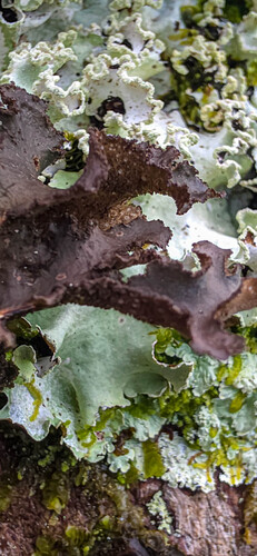 Sticta scabrosa observed 2026-04-29