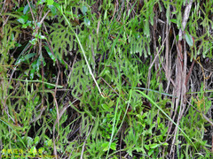 Lycopodium japonicum