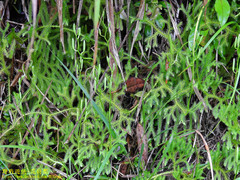Lycopodium japonicum