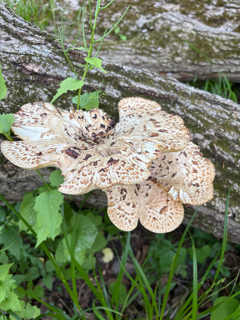 Dryad's Saddle · May 2026 · photo: Photo: (c) Jess Kowalski, some rights reserved (CC BY) · iNaturalist