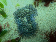 Heteractis aurora