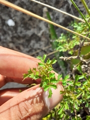 Chrysactinia truncata