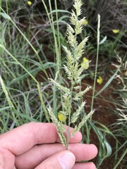 Enneapogon cenchroides