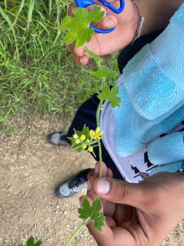 Gronovia scandens (Gronovia scandens)