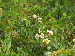 Rosa sambucina