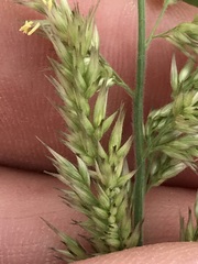 Enneapogon cenchroides