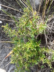 Chrysactinia truncata