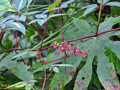 Pseudocayratia pengiana