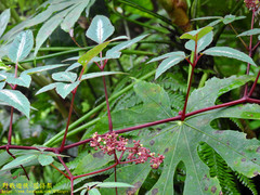 Pseudocayratia pengiana