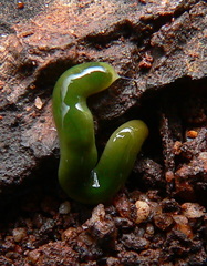 Othelosoma joburgi