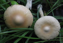 Amanita flavescens
