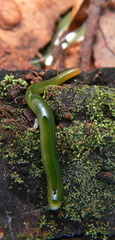Othelosoma joburgi