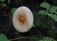 Amanita flavescens