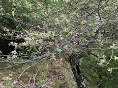Malus ioensis texana
