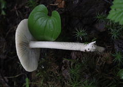 Amanita flavescens