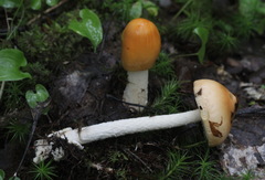 Amanita flavescens