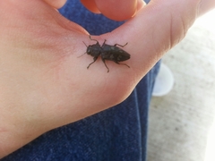 Chrysobothris femorata