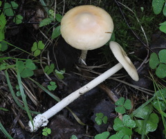 Amanita flavescens