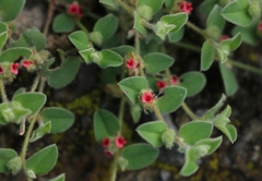 Indigofera cordifolia