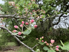 Malus ioensis texana