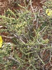 Caroxylon calluna