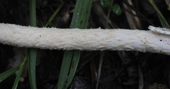 Amanita flavescens