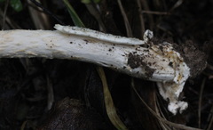Amanita flavescens