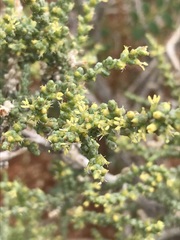 Caroxylon calluna