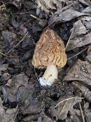 Morchella semilibera