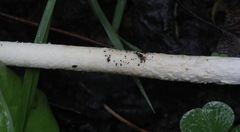 Amanita flavescens
