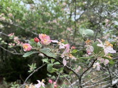 Malus ioensis texana