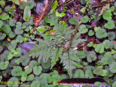 Sceptridium formosanum