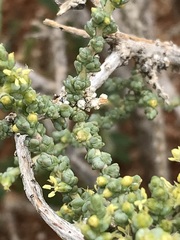 Caroxylon calluna