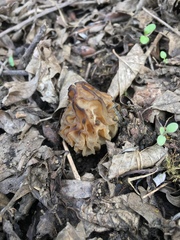 Morchella semilibera